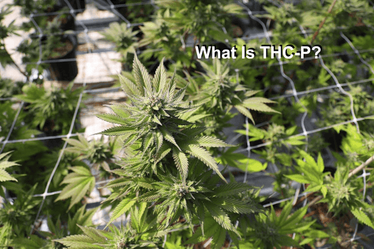 THC-P Explained: Everything You Need to Know About This New Cannabinoid - Exploro