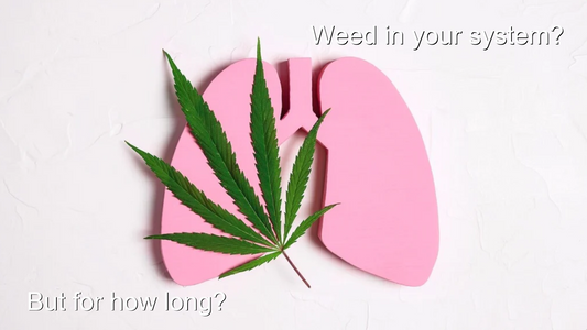 Green Marijuana Leaf and Pink Human Lungs on White Background