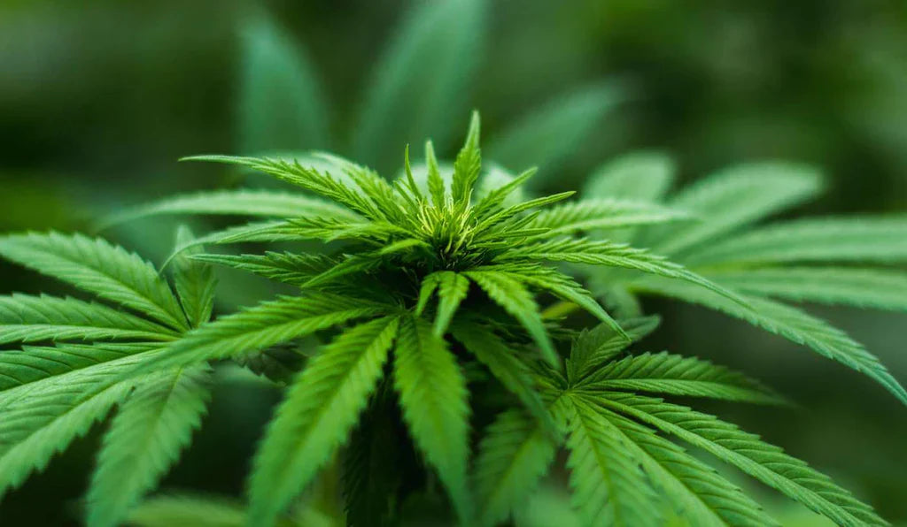 A closeup of the cannabis sativa plant 