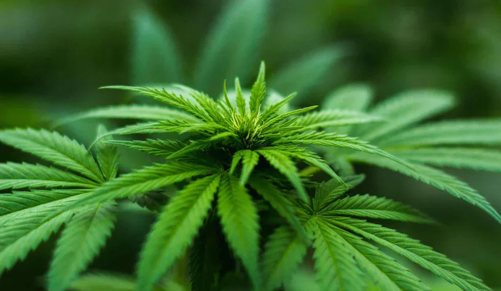 A closeup of the cannabis sativa plant 