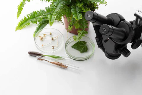 A couple of petri dishes next to a plant and a microscope and a pair of green plant samples
